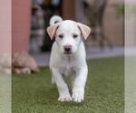 Small #2 Collie Mix