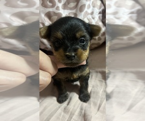 Yorkshire Terrier Puppy for Sale in BELTON, Texas USA