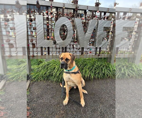 Medium Photo #2 Mastiff Puppy For Sale in McMinnville, OR, USA