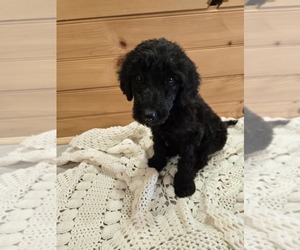 Poodle (Standard) Puppy for sale in WILLIAMSTOWN, KY, USA