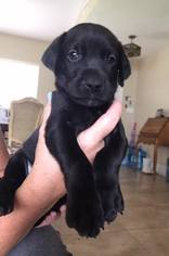 Doberman Pinscher-Labrador Retriever Mix Puppy for sale in INDIALANTIC, FL, USA