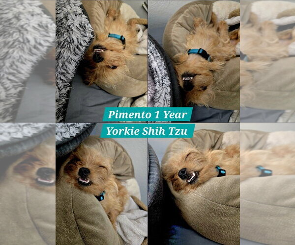 Medium Photo #21 Shih Tzu-Unknown Mix Puppy For Sale in Plantation, FL, USA