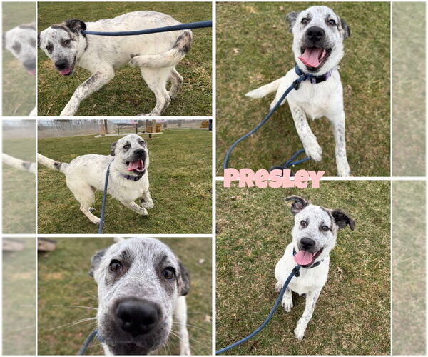 Medium Photo #1 Great Pyrenees-Unknown Mix Puppy For Sale in Pierceton , IN, USA