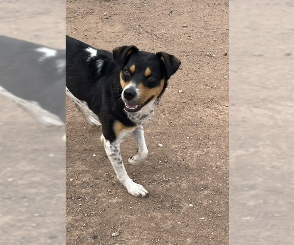 Medium Photo #5 Rat Terrier-Unknown Mix Puppy For Sale in phoenix, AZ, USA