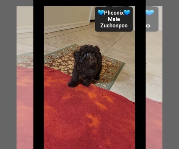 Medium Photo #2 Poodle (Toy)-Zuchon Mix Puppy For Sale in TUCSON, AZ, USA