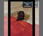 Phoenix - Male Poodle (Toy)-Zuchon Mix Puppy for Sale - Photo #2