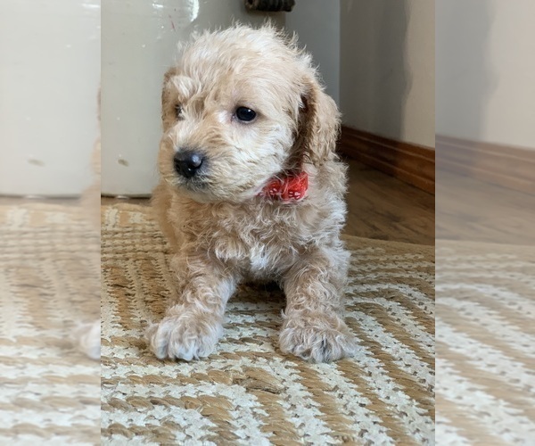 Medium Photo #5 Schnoodle (Miniature) Puppy For Sale in LARCHWOOD, IA, USA
