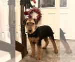 Puppy 0 Airedale Terrier