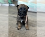 Puppy Puppy 7 Malinois
