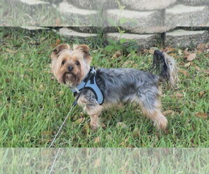 Mutt Dogs for adoption in Spring, TX, USA