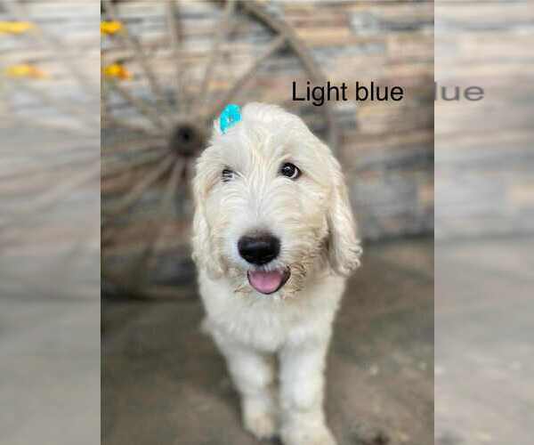 Medium Photo #1 Goldendoodle Puppy For Sale in HONEY GROVE, PA, USA