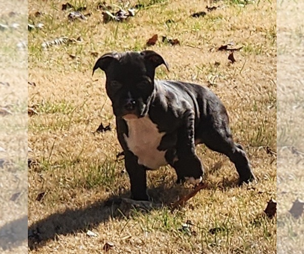 Medium Photo #7 American Pit Bull Terrier Puppy For Sale in GLN ALLN, VA, USA