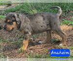 Small #3 Catahoula Leopard Dog Mix