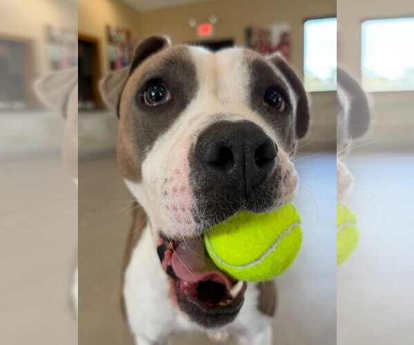 Medium Photo #3 Mutt Puppy For Sale in Jefferson, WI, USA