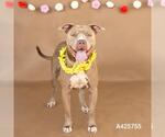 Small #1 American Pit Bull Terrier
