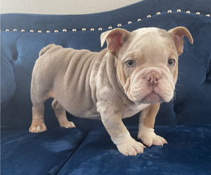 English Bulldog Puppy for sale in LAS VEGAS, NV, USA