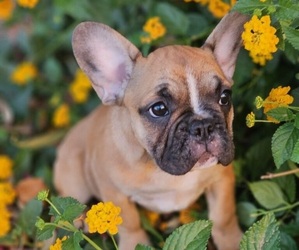French Bulldog Puppy for sale in TURLOCK, CA, USA