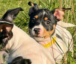 Rat Terrier Puppy for sale in MOLALLA, OR, USA