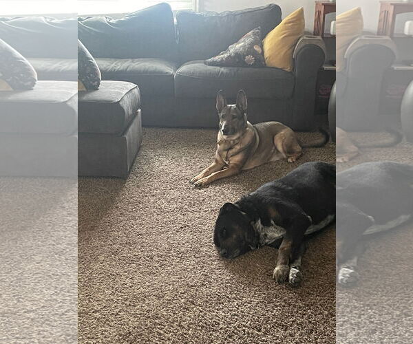 Medium Photo #14 Mutt Puppy For Sale in Sandy, UT, USA