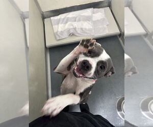 American Pit Bull Terrier Dogs for adoption in Glen Allen, VA, USA