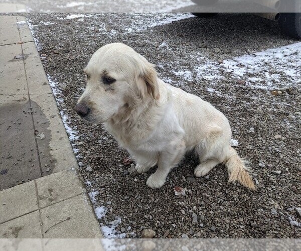 Medium Photo #4 English Cream Golden Retriever Puppy For Sale in WOOSTER, OH, USA