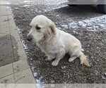 Small Photo #4 English Cream Golden Retriever Puppy For Sale in WOOSTER, OH, USA