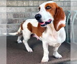 Small #2 Basset Hound