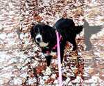 Small #2 Border Collie