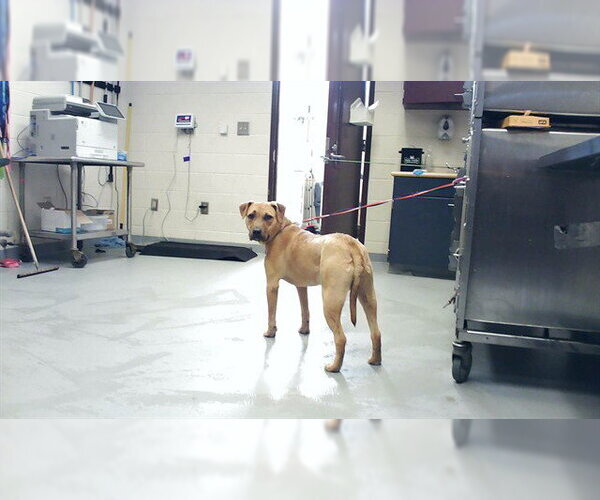 Medium Photo #1 Labrador Retriever-Unknown Mix Puppy For Sale in Fayetteville, NC, USA