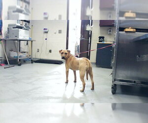 Labrador Retriever-Unknown Mix Dogs for adoption in Fayetteville, NC, USA