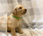 Small Photo #4 Golden Retriever Puppy For Sale in BUTNER, NC, USA