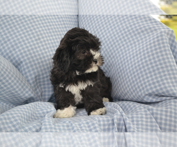 Medium Photo #3 Shih-Poo Puppy For Sale in GREENWOOD, WI, USA