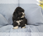 Small #2 Shih-Poo