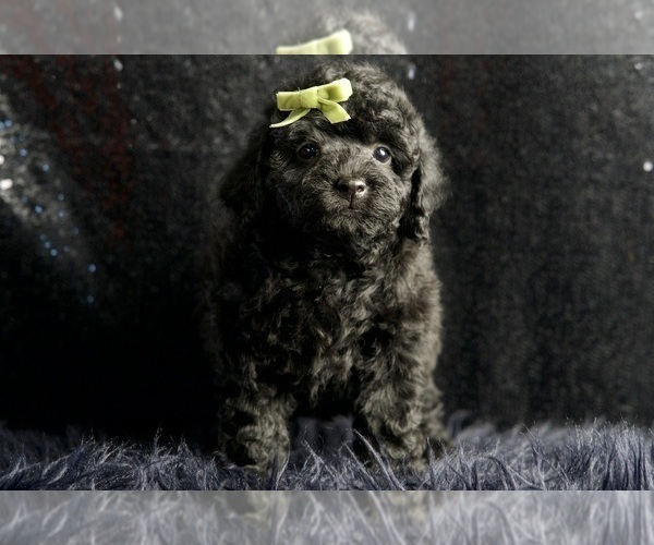 Medium Photo #4 Poodle (Miniature) Puppy For Sale in WARSAW, IN, USA
