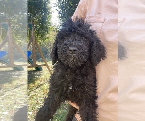 Poodle (Standard)-Springerdoodle Mix Puppy for sale in KNOXVILLE, TN, USA