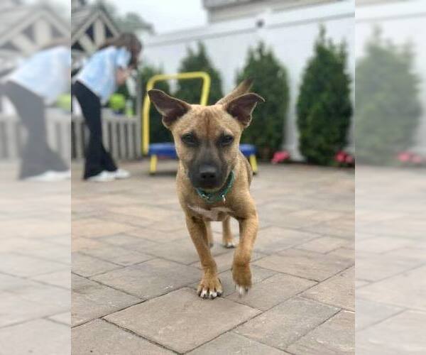 Medium Photo #3 Mutt Puppy For Sale in New York, NY, USA