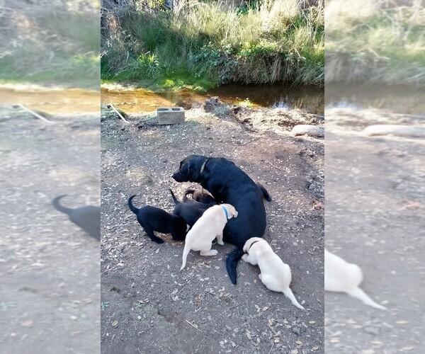 Medium Photo #13 Labrador Retriever Puppy For Sale in IONE, CA, USA
