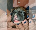 Small Photo #1 Boxer Puppy For Sale in LELAND, NC, USA