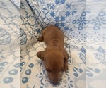 Small #5 Dachshund
