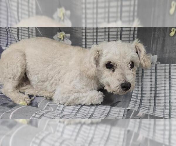Medium Photo #1 Poodle (Miniature) Puppy For Sale in HESPERIA, CA, USA