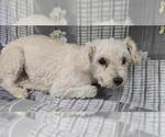 PIERRE - Male Poodle (Miniature) Dog for Adoption - Small photo