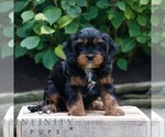 Small #2 Cavapoo