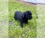Small Photo #12 Poodle (Toy) Puppy For Sale in ROCK HILL, SC, USA