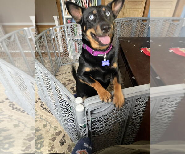 Medium Photo #8 Mutt Puppy For Sale in Oak Bluffs, MA, USA