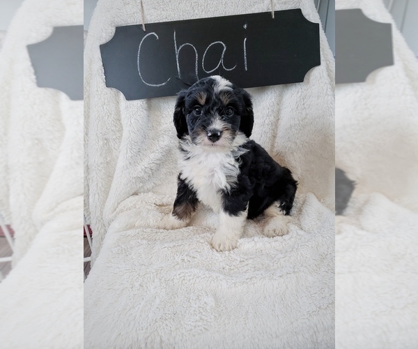 Medium Photo #2 Bernedoodle Puppy For Sale in NORTH VERNON, IN, USA