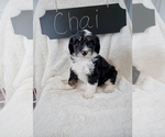 Small Photo #2 Bernedoodle Puppy For Sale in NORTH VERNON, IN, USA