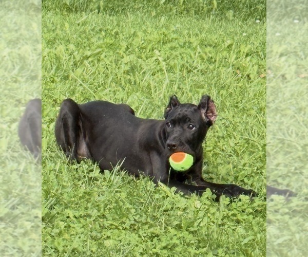 Medium Photo #20 Cane Corso Puppy For Sale in ANDERSON, IN, USA
