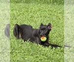 Small #19 Cane Corso