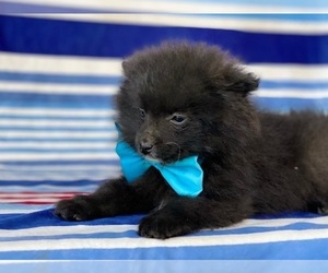 Pomeranian Puppy for sale in LANCASTER, PA, USA