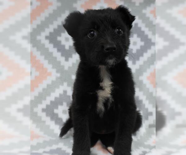 Medium Photo #1 Mutt Puppy For Sale in Thief River Falls, MN, USA